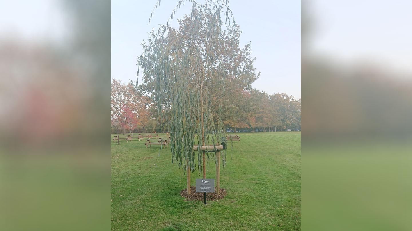 100 Year Celebration Tree